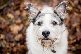 Portrait of the cute and beautiful, fluffy dog among the colorful autumn leaves