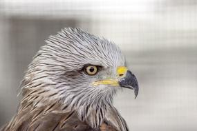 wild bird of prey close up on a blurred background