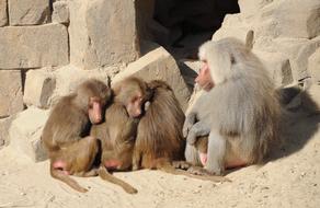 sleeping monkeys at the zoo