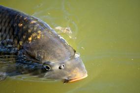 carp in muddy fish close up