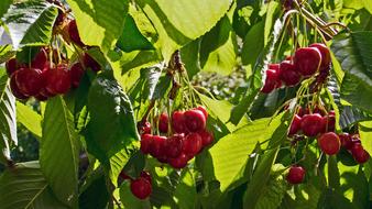 tree berries are delicious