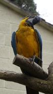 colorful parrot close-up