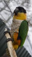 colorful Parrot Bird Animal in zoo