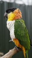 colorful parrot on a branch at the zoo