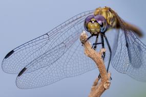 dragonfly on a brown branch