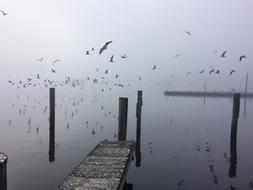 flock of birds by the sea