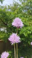 pink flowers in green trees