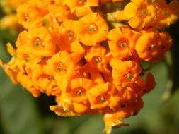 orange mini flowers