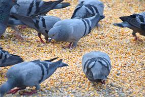 grain pigeons