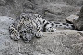 monochrome photo of Big Snow Leopard Predator