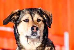 Portrait of the cute, colorful and beautiful dog in sunlight, at blurred background