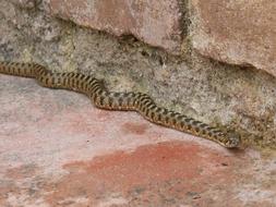 a snake crawling in the rocks