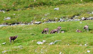 green meadow with animals is beautiful