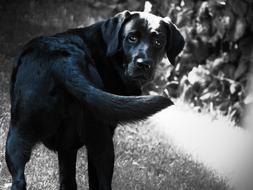 domestic Black Labrador Dog