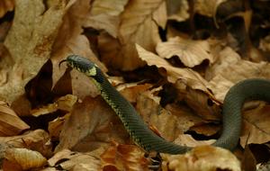 snake in the yellow foliage