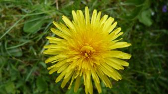 A dandelion in the green grass is beautiful.