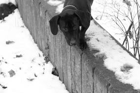 Black Dog at winter