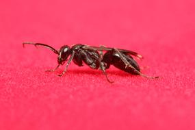 Close Up photo of brown Insect flying