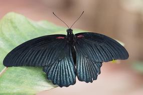 Close Up picture of Insect Butterfly