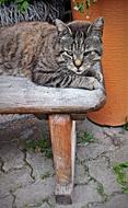 domestic cat on a wooden bench