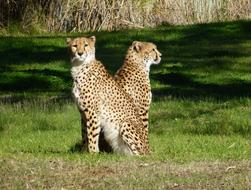 Cute, colorful and beautiful cheetahs on the green grass in sunlight and shadows