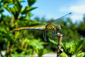 Dragonfly Insect Wings at nature