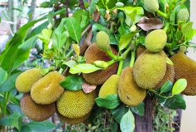 delicious fresh exotic fruits