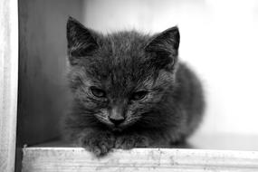 kitten in black white blurred background