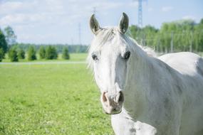 White Horse Field