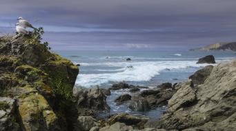 seagull on the rocks in the sea