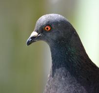 Pigeon portrait, grey Bird with orange Eyes, blur background