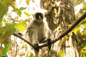 furry monkey on a branch