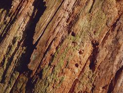 Tree log Bark Background