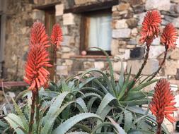 beautiful flowers in the yard