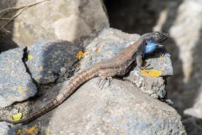 Gallotia galloti, male Lizard on stone