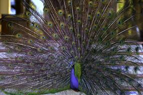 the beautiful peacock at the zoo