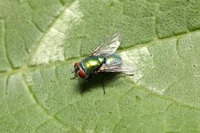 green fly on a large leaf close up