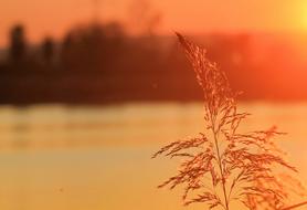 wheat with orange sunshine