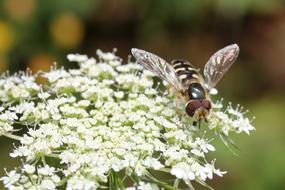 Close-up of the bee on the beautiful, white flowers, at blurred background