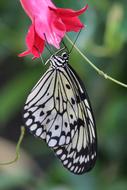 butterfly on a branch with pink