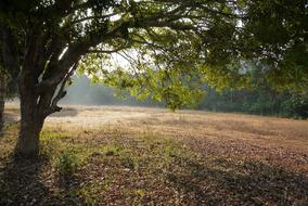 tree by the field