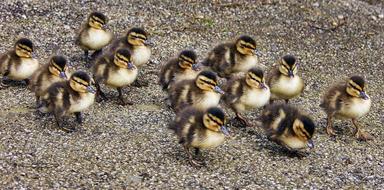 little ducks walking in a flock