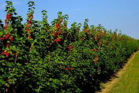 beautiful flowers on bushes in the field