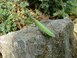 green Beetle Mantis