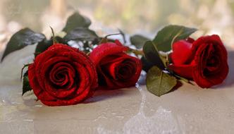 red roses on the table