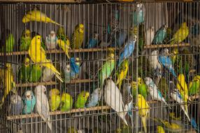 beautiful caged parrots