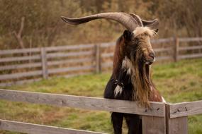 Goat Buck Animal on farm