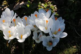 a white plant in the lawn