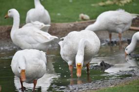 ducks walking in the water