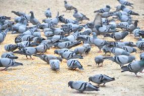 pigeons walking by the ground a lot